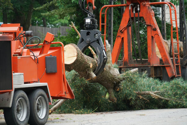 Professional Tree Services in Cold Spring Harbor, NY